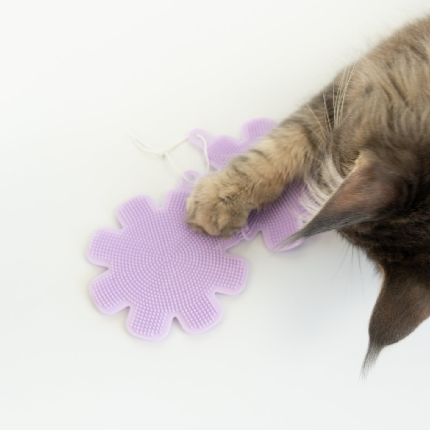 Purrfect Clean Silikonschwämme | 2er Set
