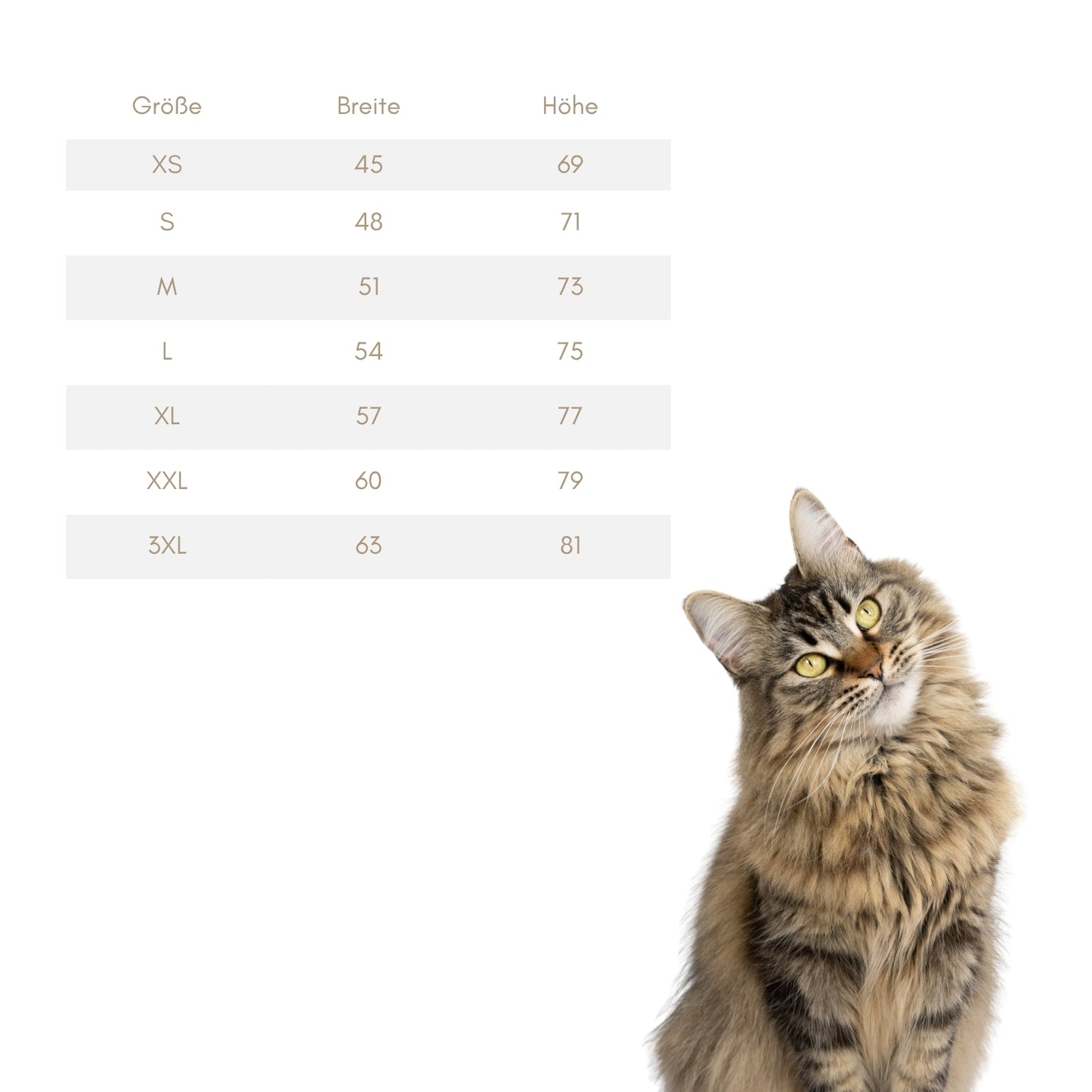 T-Shirt | more cats pov favor